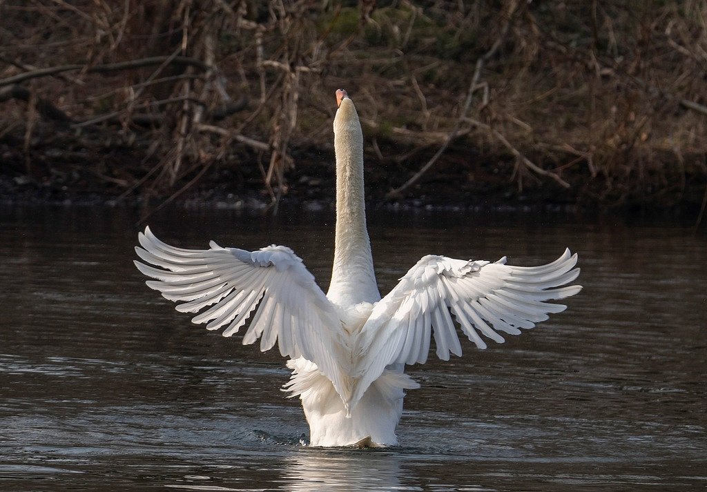 Hoeckerschwan