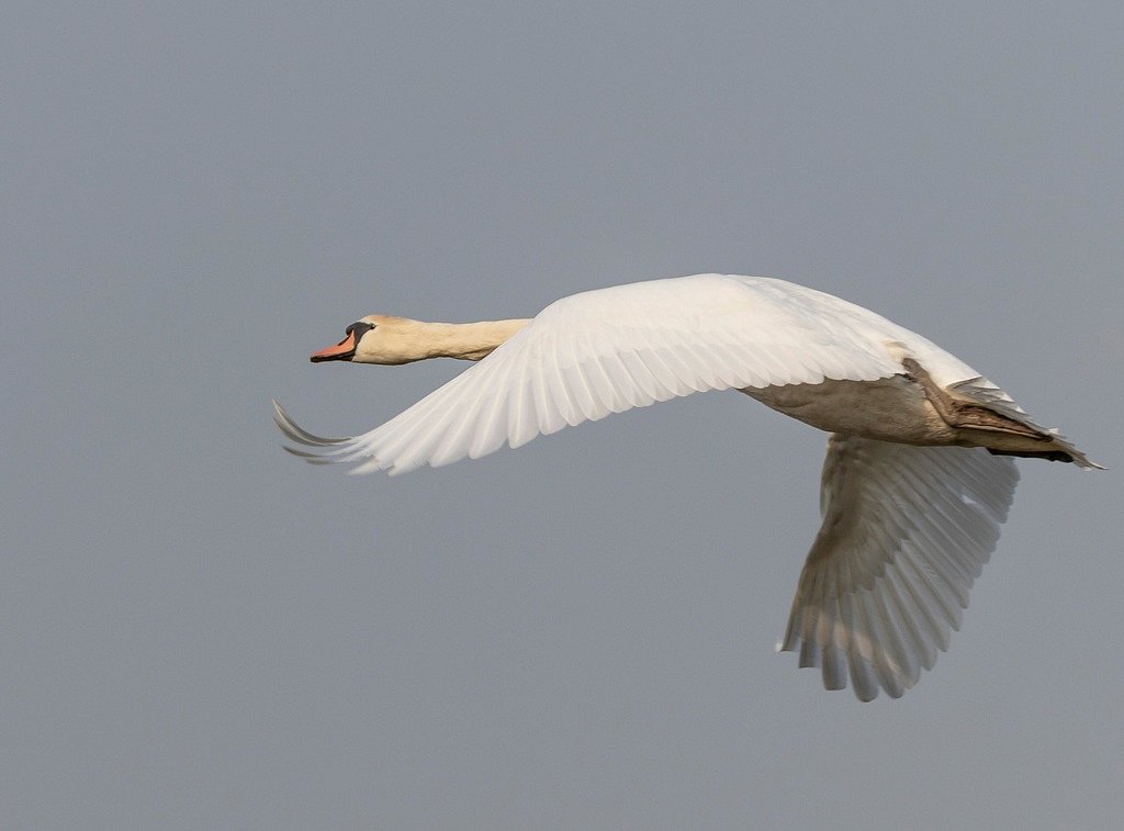Hoeckerschwan