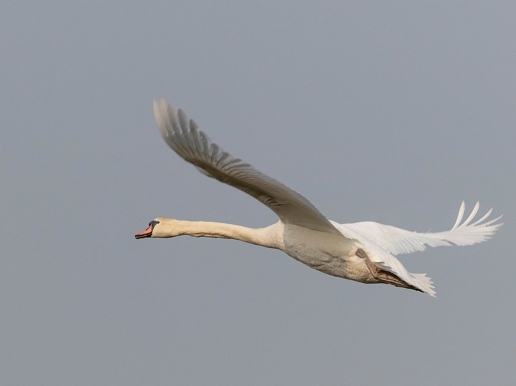 Hoeckerschwan