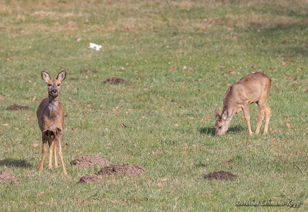 Rehe