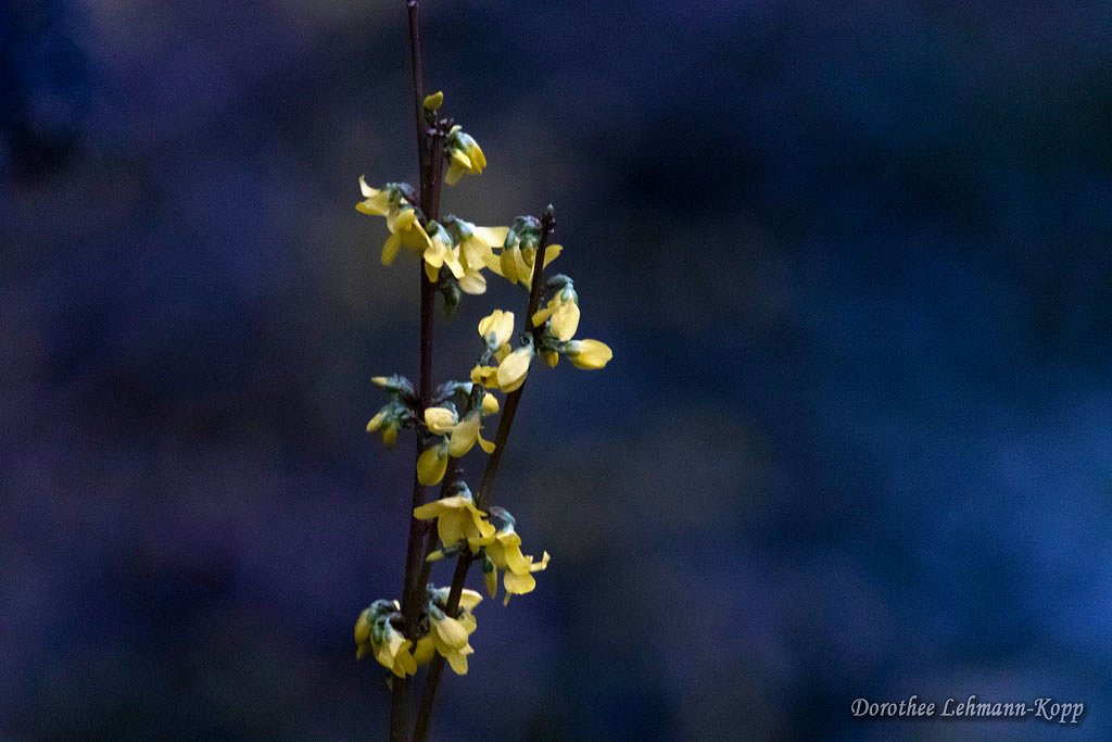 Forsythie