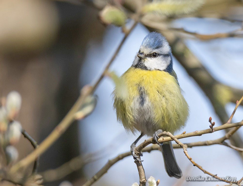 Blaumeise
