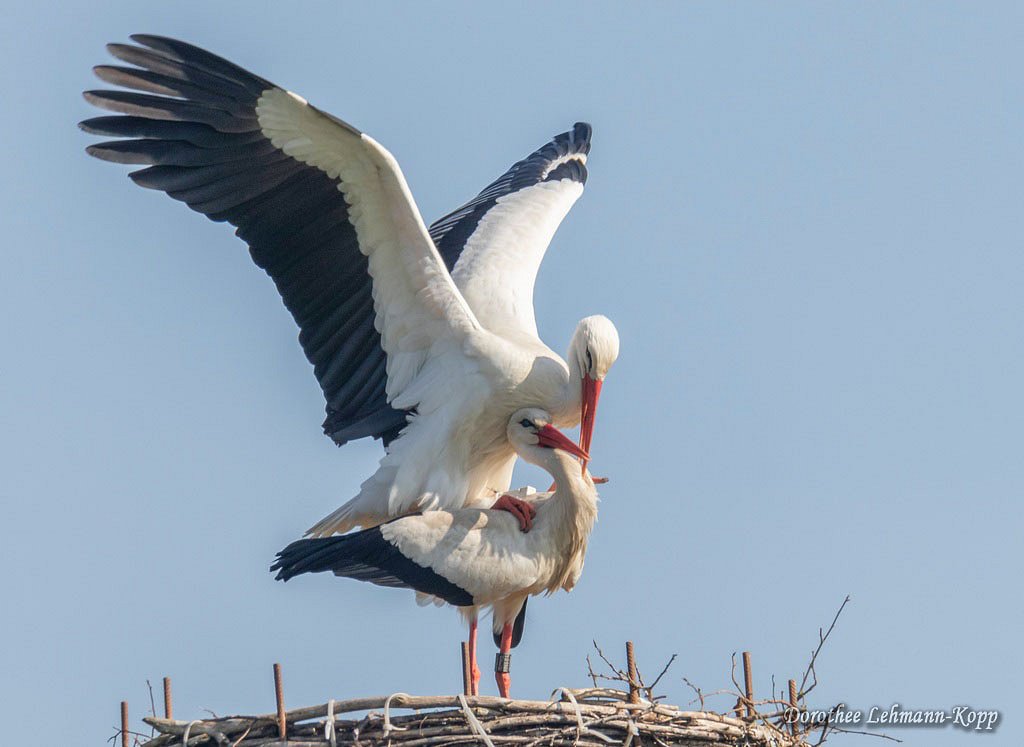 Weissstorch