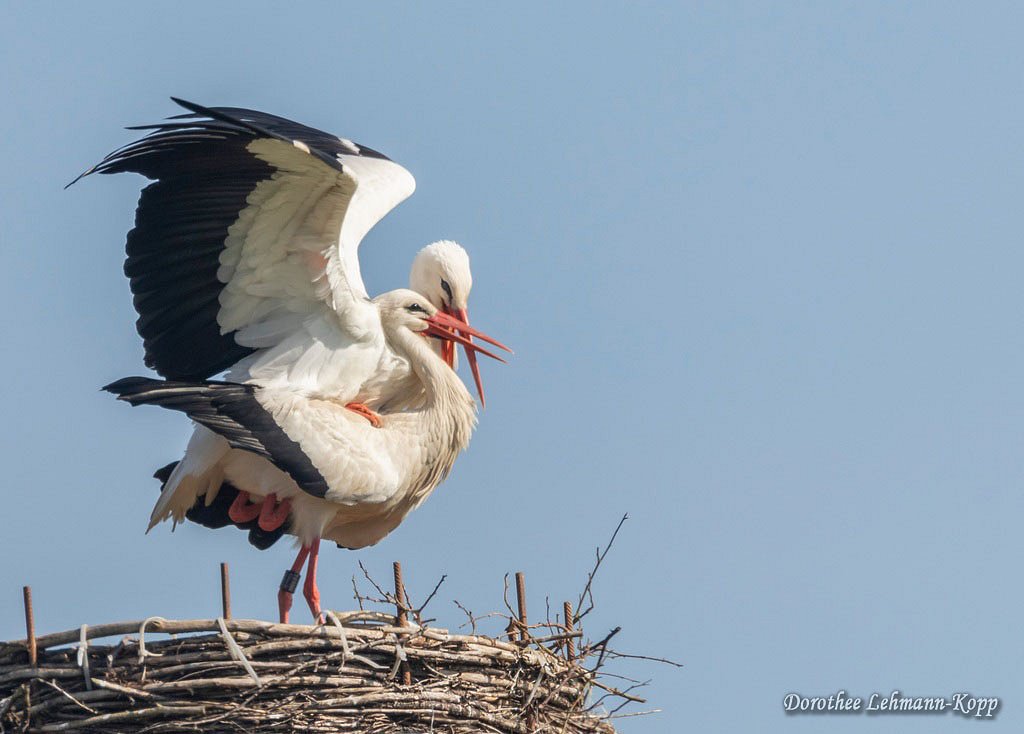 Weissstorch