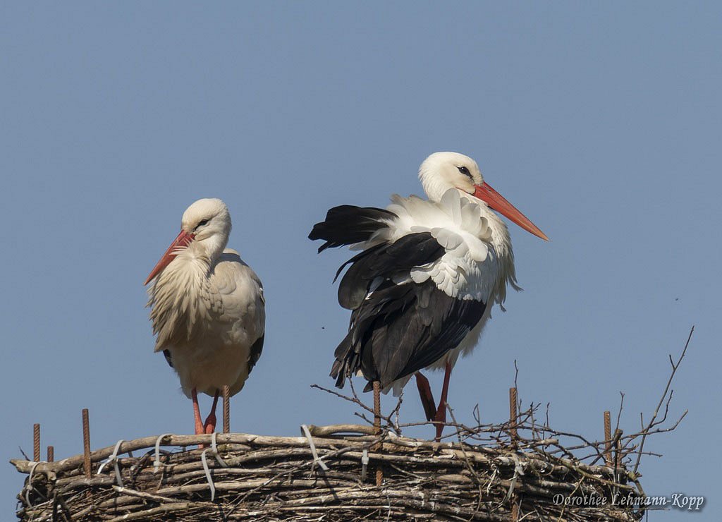 Weissstorch