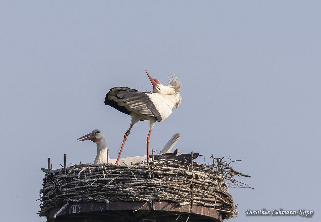 Weissstorch