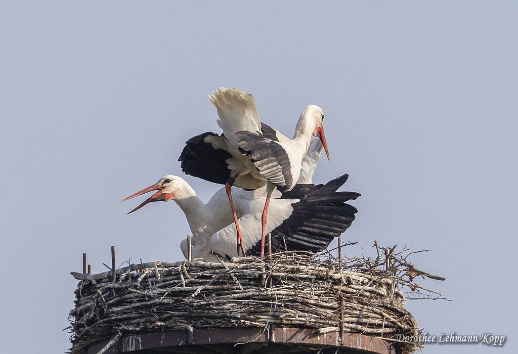 Weissstorch