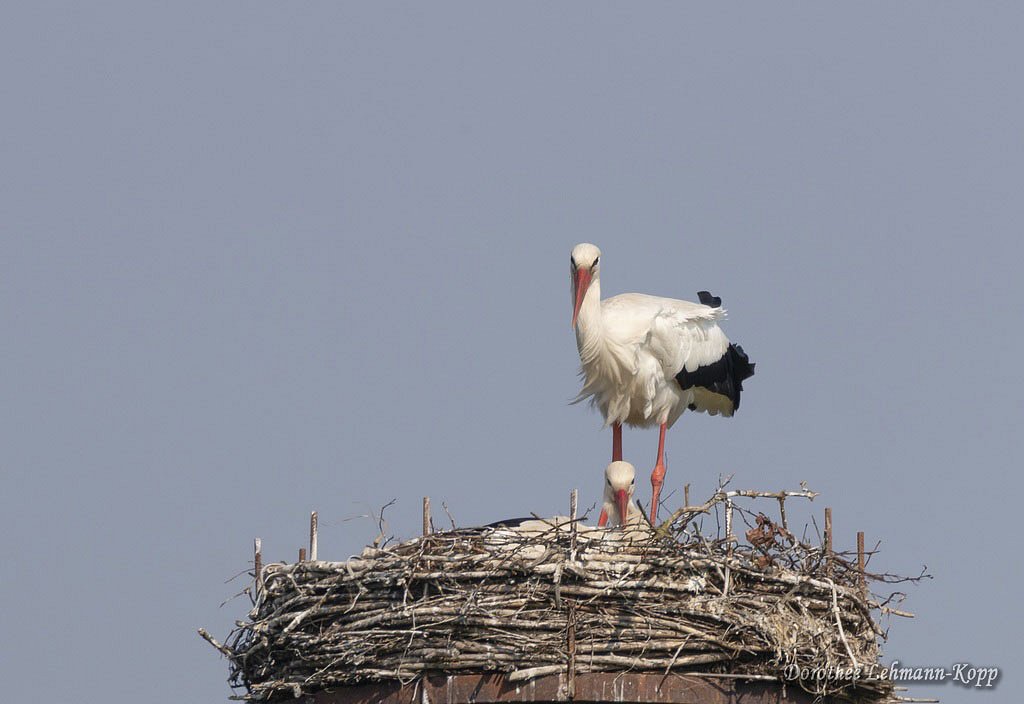 Weissstorch