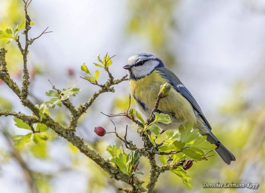 Blaumeise