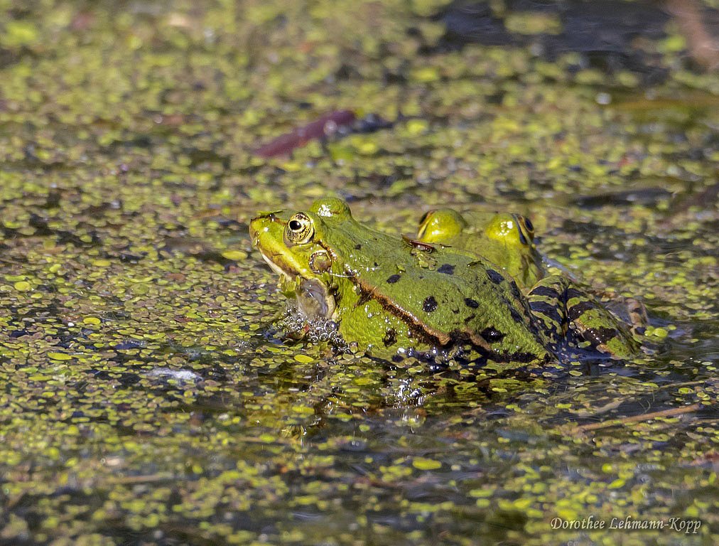 Wasserfrosch