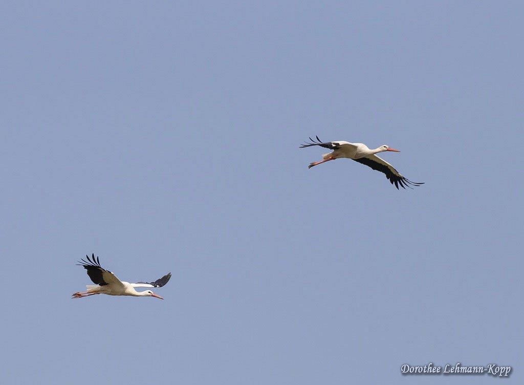 Weissstorch