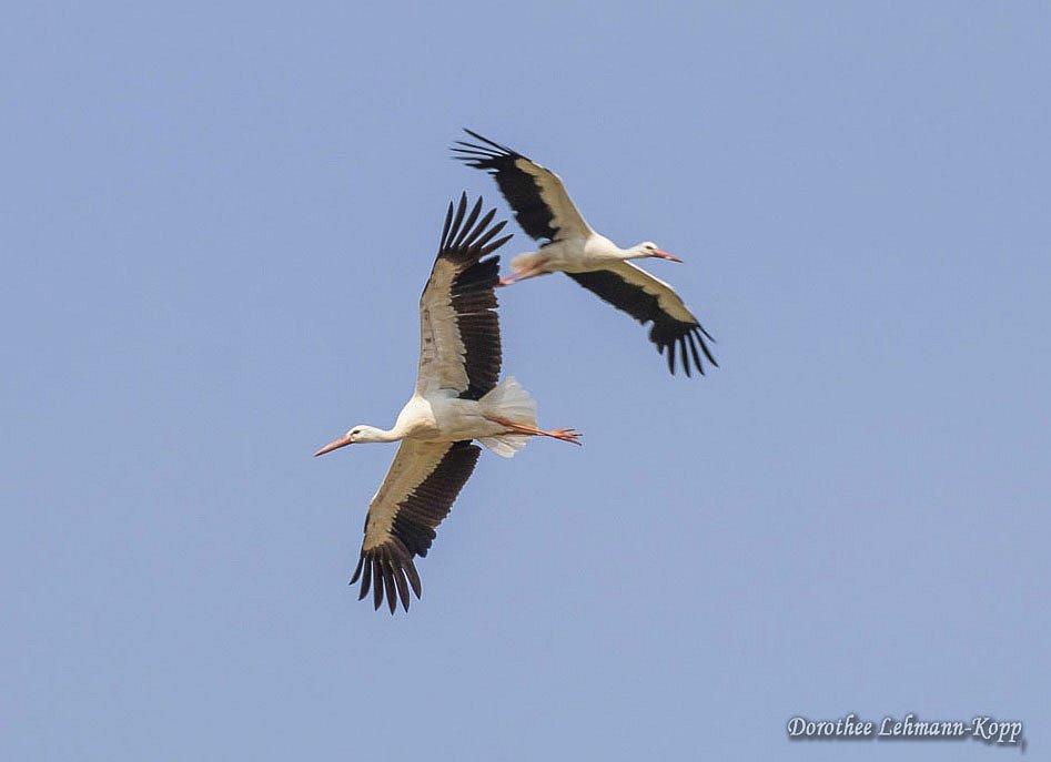 Weissstorch