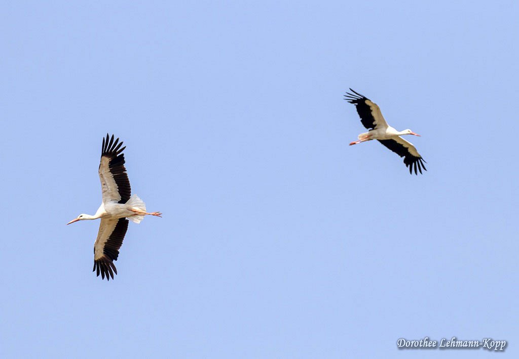 Weissstorch