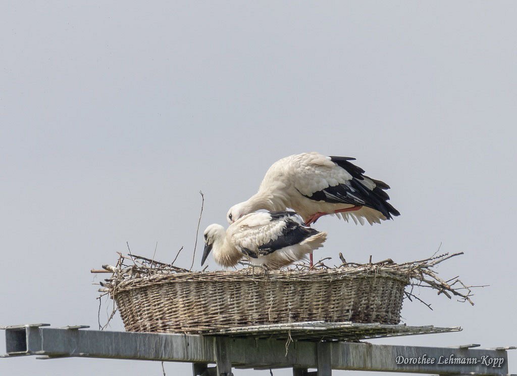 Weissstorch