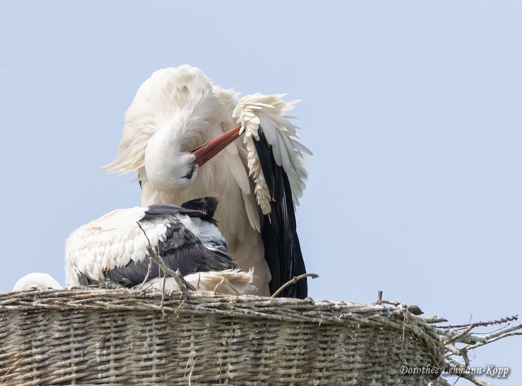 Weissstorch