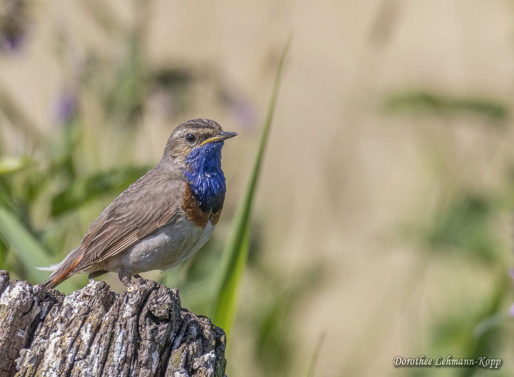 Blaukehlchen