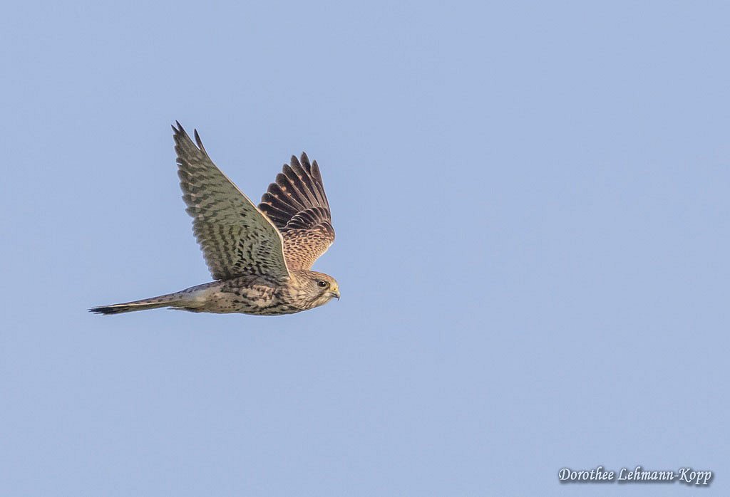 Turmfalke w 