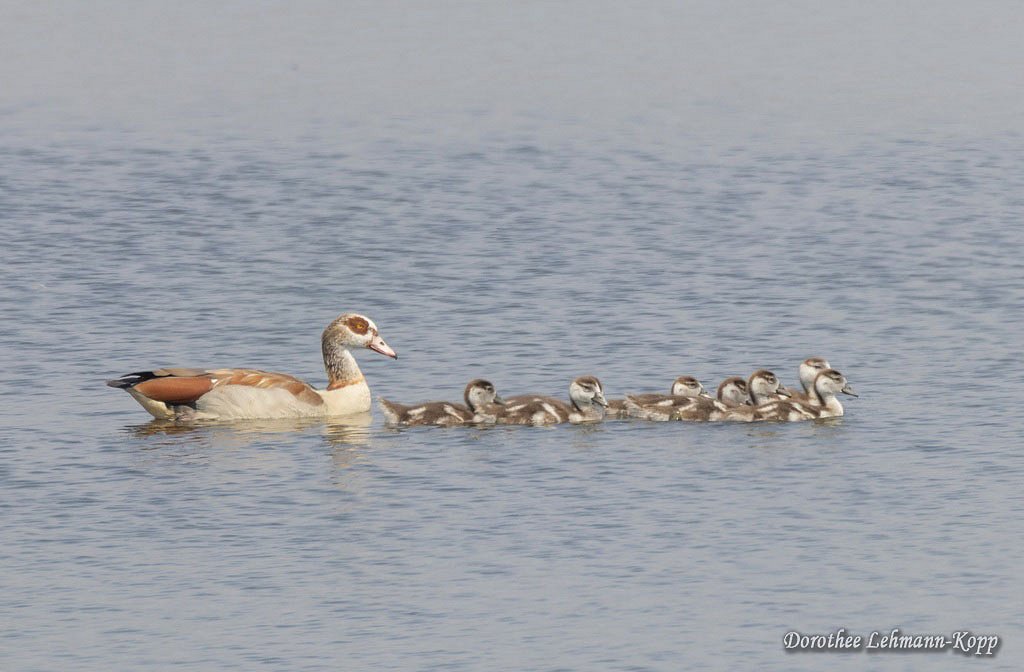 Nilgänse