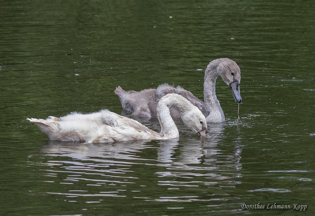 Schwaene juv  (normale, in dem Alter graue  Morphe +  helle / immutabilis