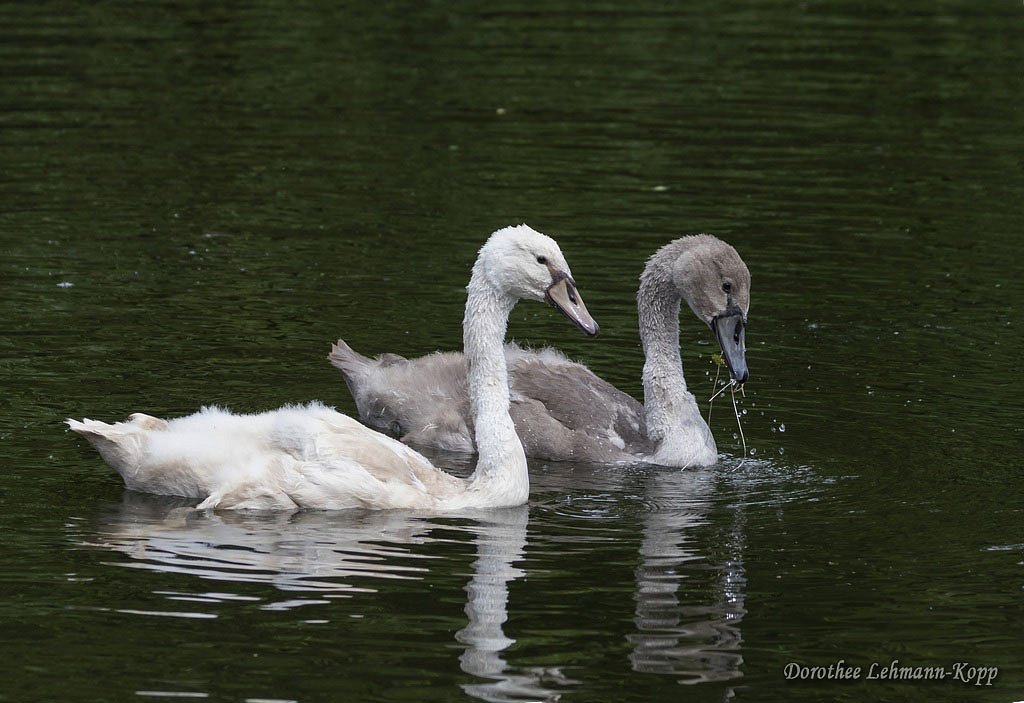 Schwaene juv  (normale, in dem Alter graue  Morphe +  helle / immutabilis