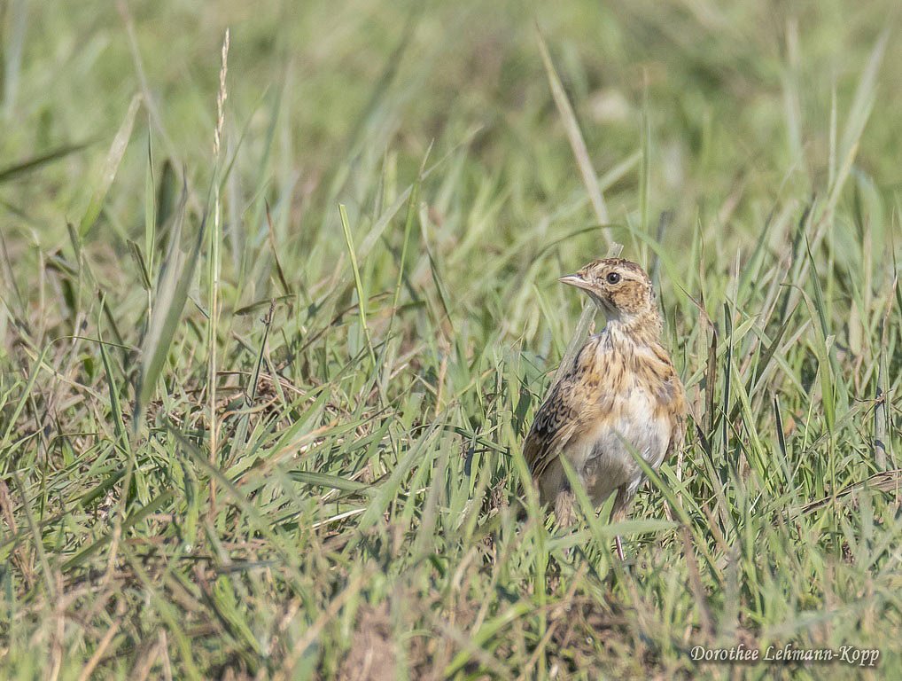 Feldlerche juv