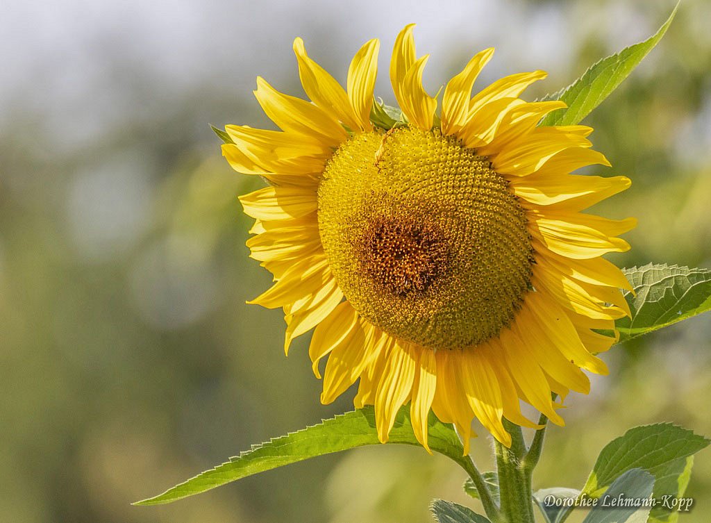 Sonnenblumen