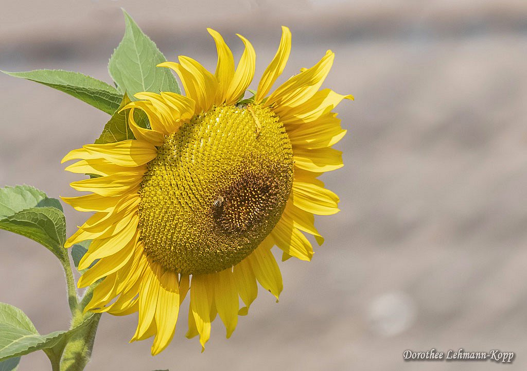 Sonnenblumen