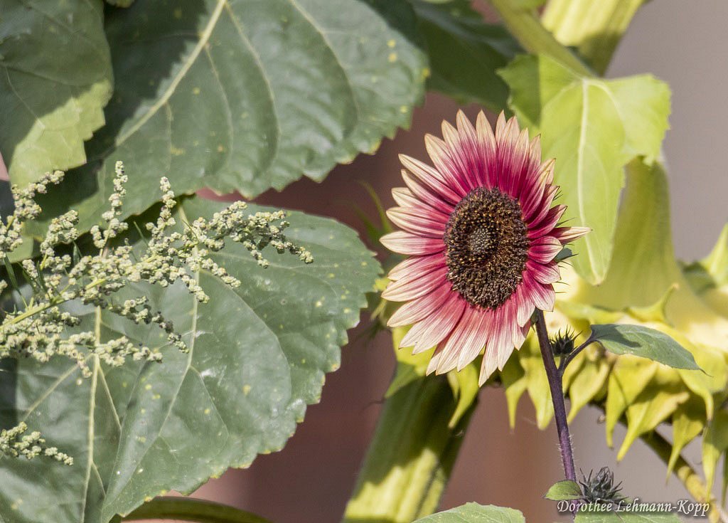 Sonnenblume