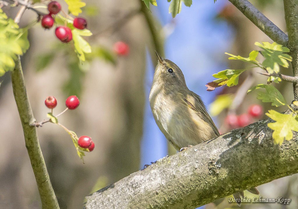 Weitere Singvögel