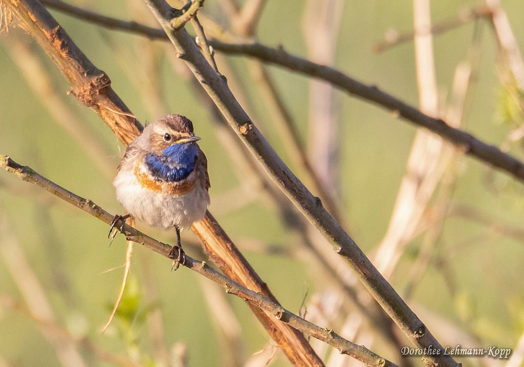 Blaukehlchen m 