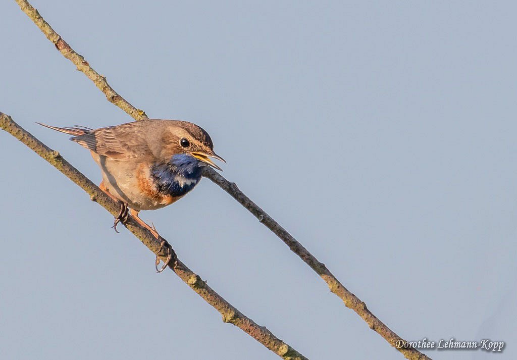 Blaukehlchen m 