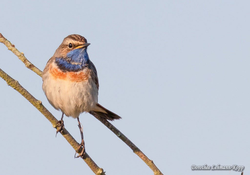 Blaukehlchen m 