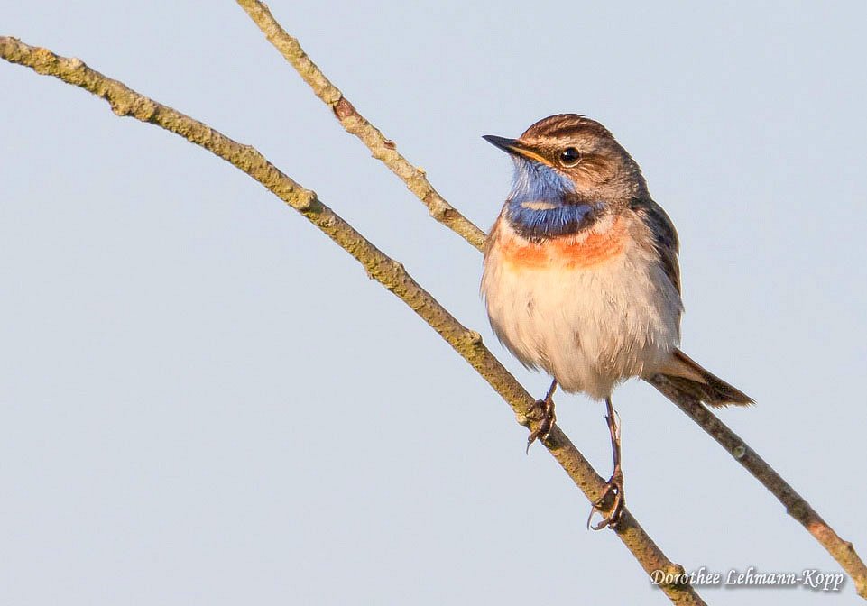 Blaukehlchen m 