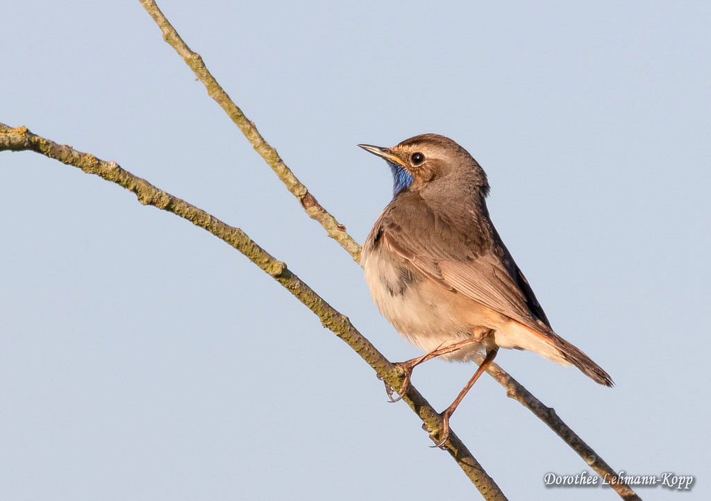 Blaukehlchen m 