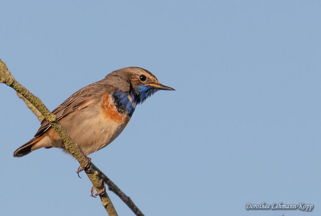 Blaukehlchen m 