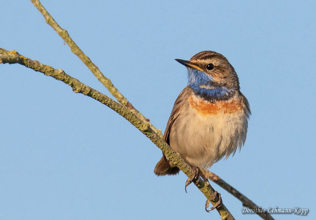 Blaukehlchen m 