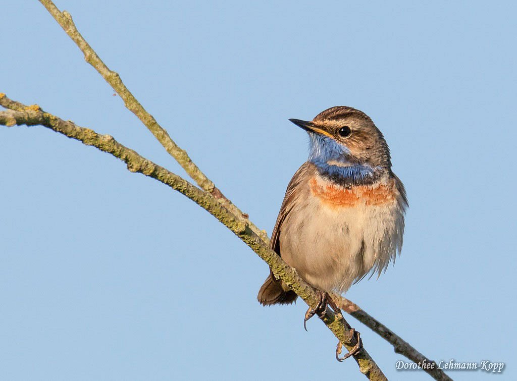 Blaukehlchen m 