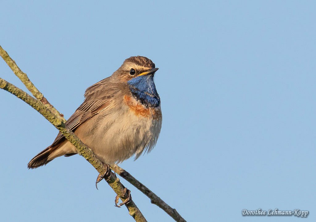 Blaukehlchen m 