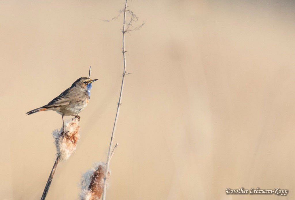Blaukehlchen m 
