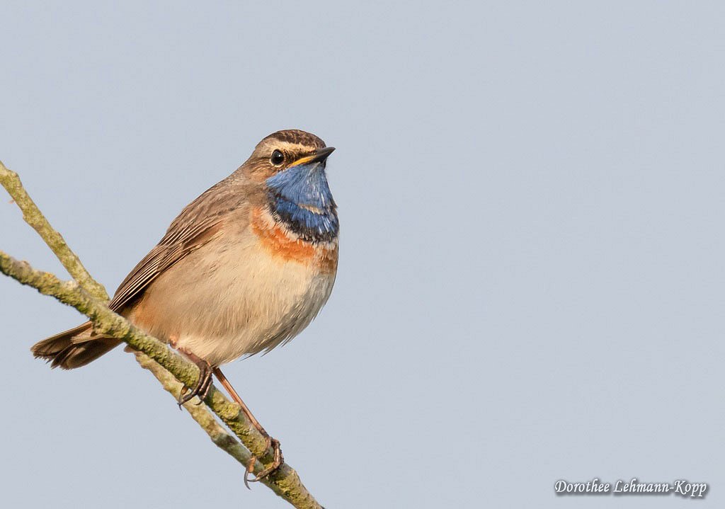 Blaukehlchen m 