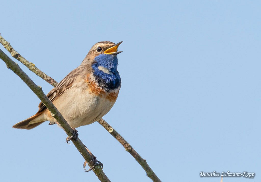 Blaukehlchen m 