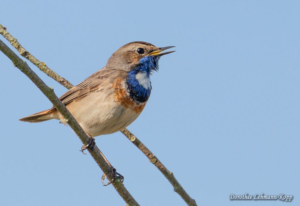 Blaukehlchen m 