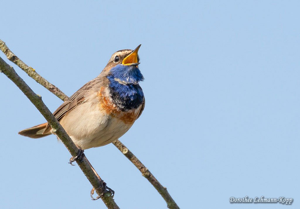Blaukehlchen m 