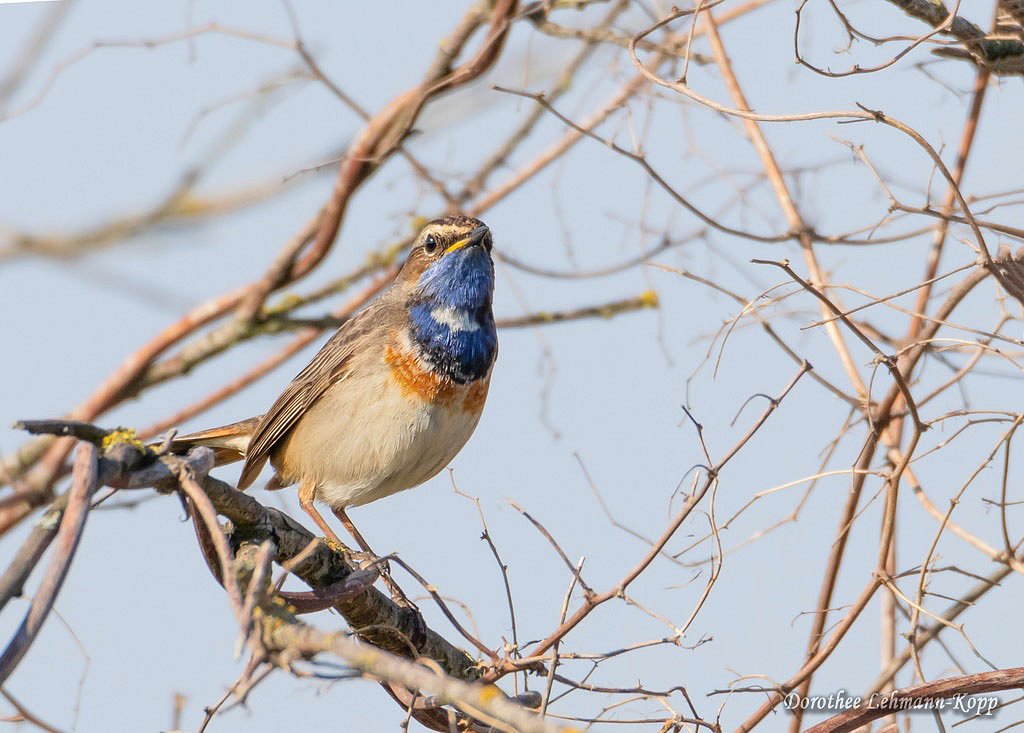 Blaukehlchen m 