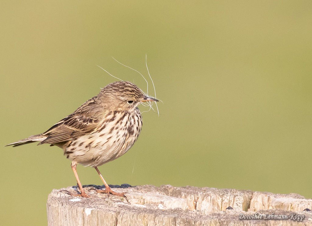 Wiesenpieper