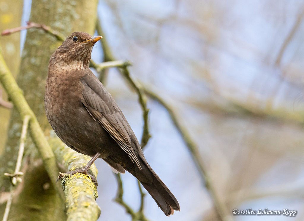 Amsel