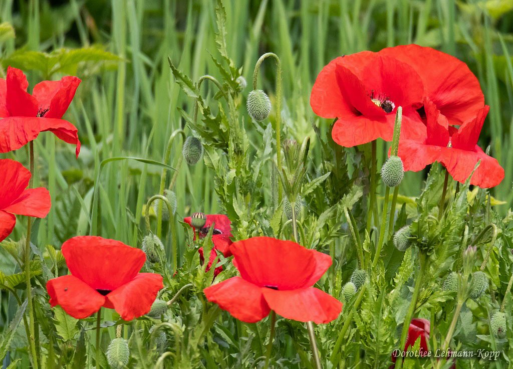 Mohn