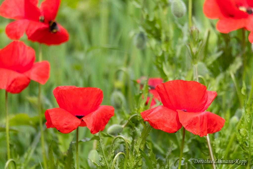 Mohn