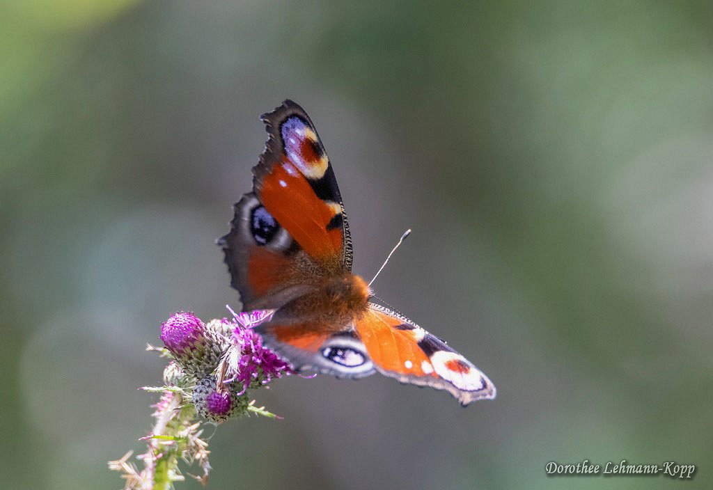 Beifang: Libellen + Schmetterlinge