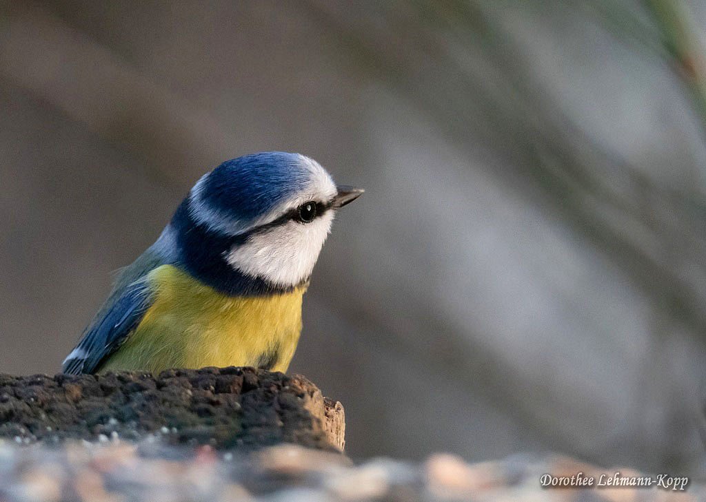 Blaumeise